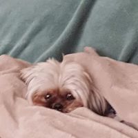 Fruitport Animal Hospital ico