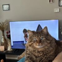 Pomona Park Animal Urgent Care ico