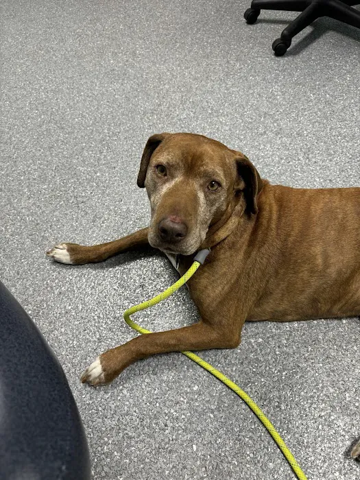 Pomona Park Animal Urgent Care Picture 5