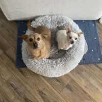 West Shore Veterinary Clinic, Dr. Heidi Heckler, DVM ico