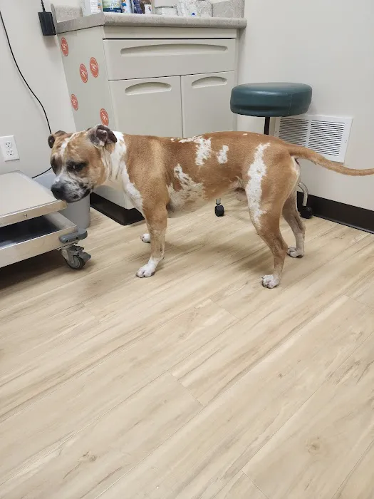West Shore Veterinary Clinic, Dr. Heidi Heckler, DVM Picture 5