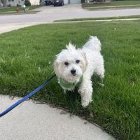 Harborfront Hospital for Animals and Veterinary Dental Solutions ico
