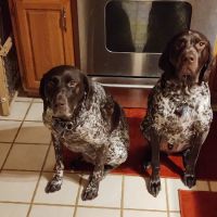 Animal Hospital of Ludington ico