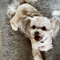 Veterinary Medical Center ico