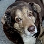 Midwest Veterinary Service LLC