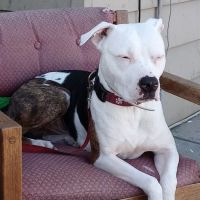 Grayling Hospital For Animals ico