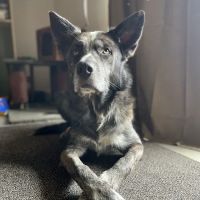 South Pointe Animal Hospital ico