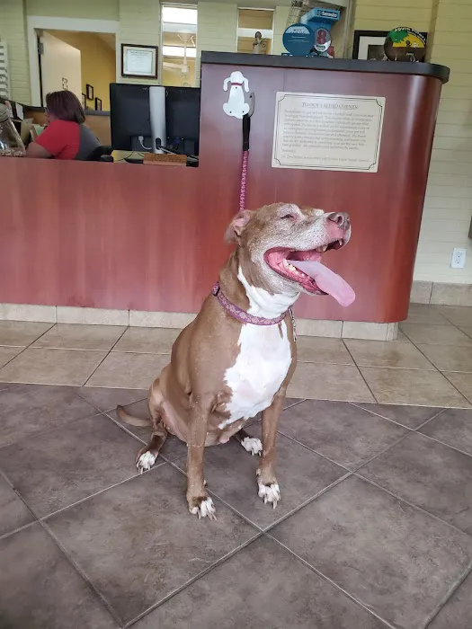 South Pointe Animal Hospital Picture 3