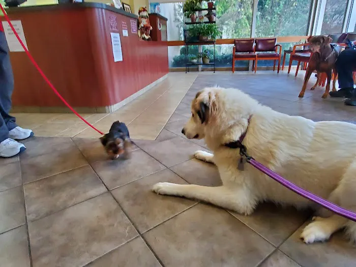 South Pointe Animal Hospital Picture 2