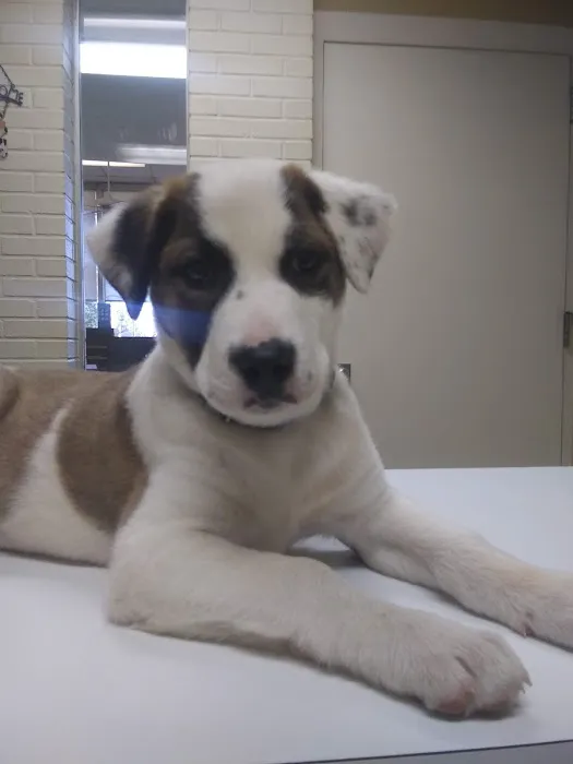 South Pointe Animal Hospital Picture 5