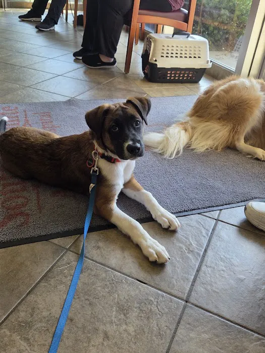 South Pointe Animal Hospital Picture 8