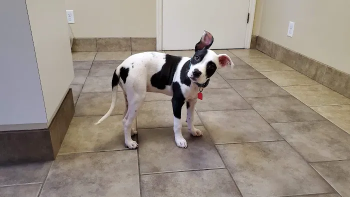 South Pointe Animal Hospital Picture 10