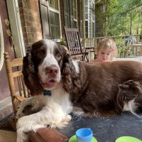Rodgers Veterinary Services ico