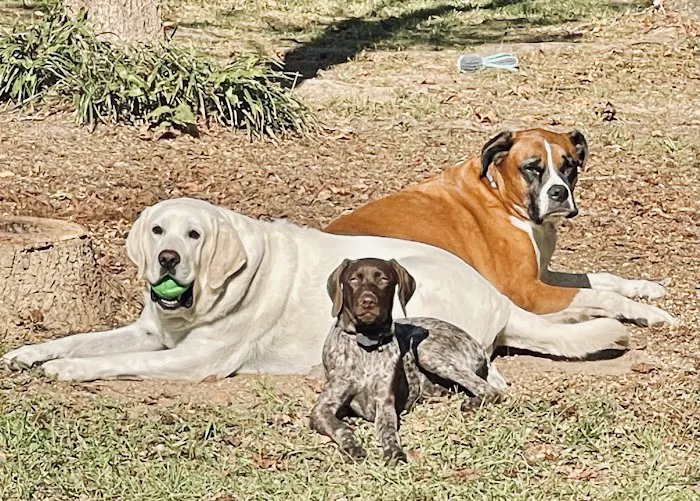 Reese Veterinary Hospital Picture 5