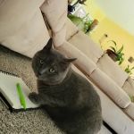 Miller Veterinary Services