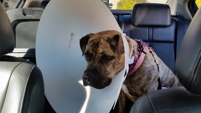 Conyers Animal Hospital Picture 1