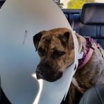 Conyers Animal Hospital