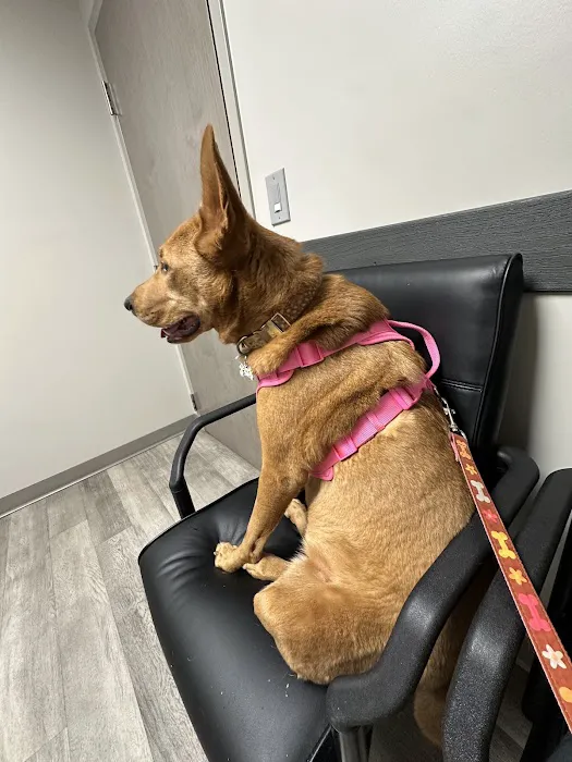 Conyers Animal Hospital Picture 7