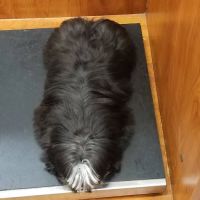 Banfield Pet Hospital ico