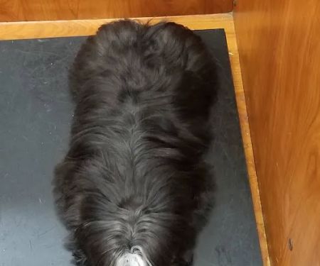 Banfield Pet Hospital