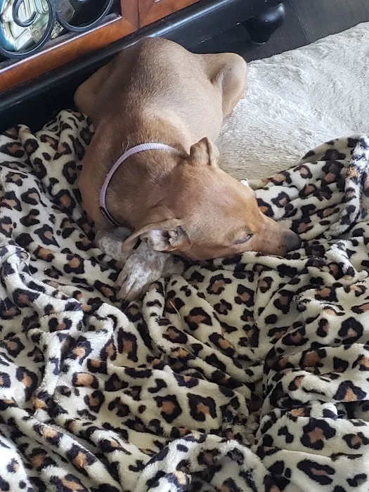 Banfield Pet Hospital Picture 8