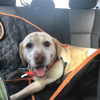 Rockdale Animal Hospital ico
