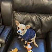 Animal Medical Clinic ico
