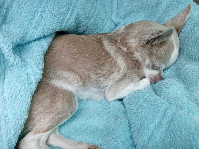 Animal Medical Clinic Picture 10
