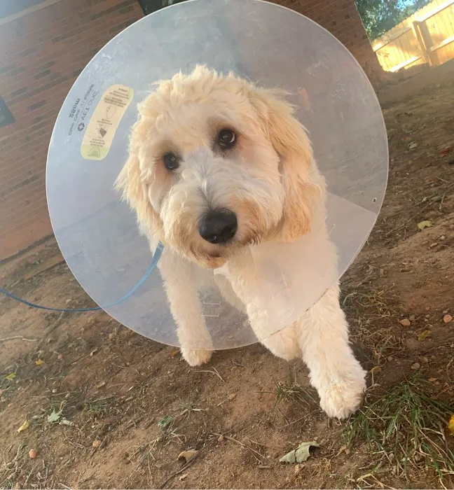 Honey Creek Veterinary Hospital Picture 1