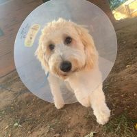 Honey Creek Veterinary Hospital ico