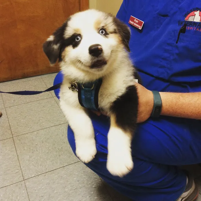 Honey Creek Veterinary Hospital Picture 7