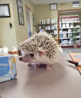 Honey Creek Veterinary Hospital Picture 10