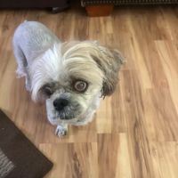 Covington Veterinary Clinic, PC ico