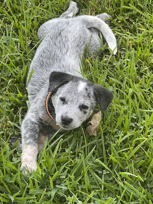 Wellspring Animal Hospital Picture 2