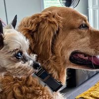 Wellspring Animal Hospital ico