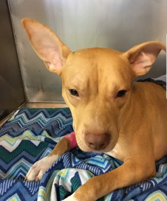 Chastain Animal Clinic Picture 1