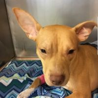 Chastain Animal Clinic ico