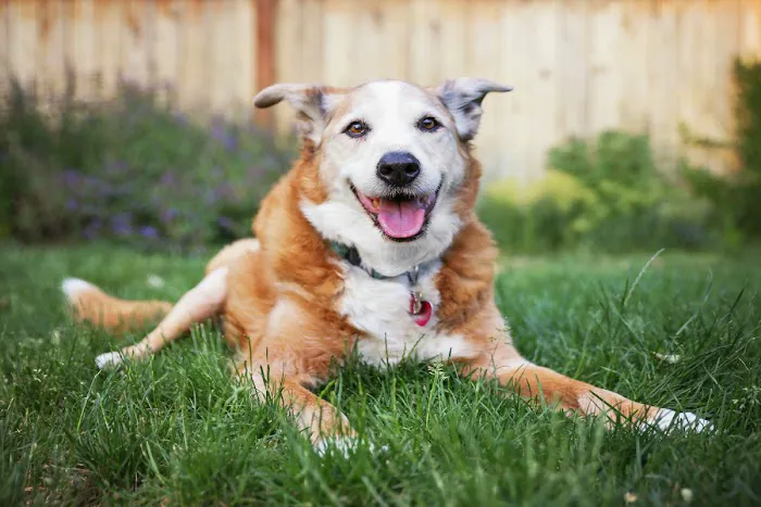 Animal Care Center Picture 4