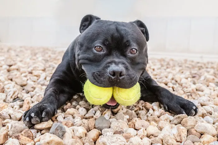 Animal Care Center Picture 2