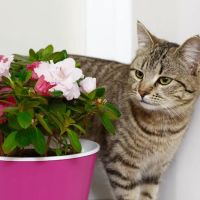Animal Care Center ico
