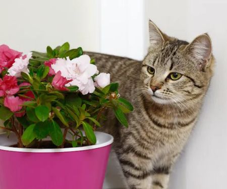 Animal Care Center