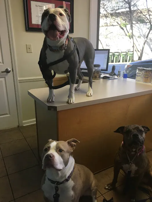 The Village Vets Buckhead Picture 6