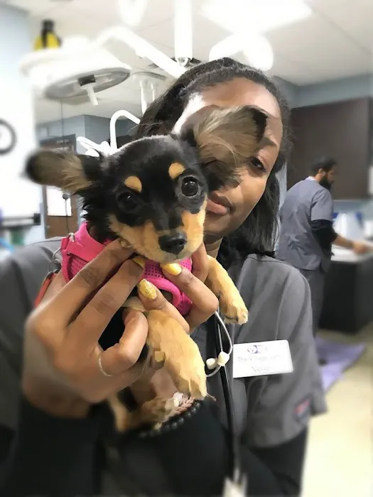 The Village Vets Buckhead Picture 9