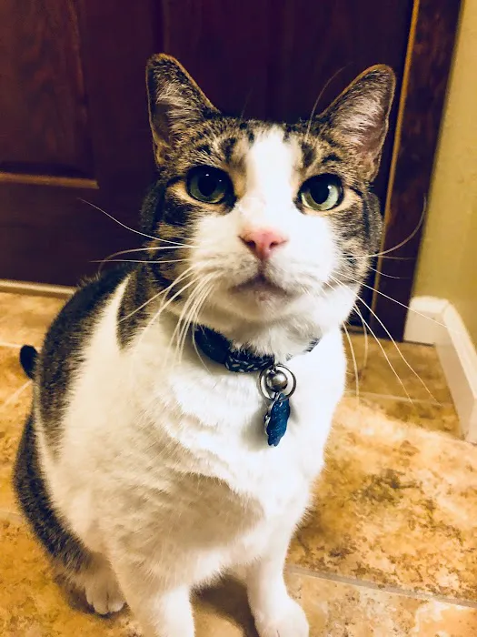 Lucy’s Veterinary Care Picture 10