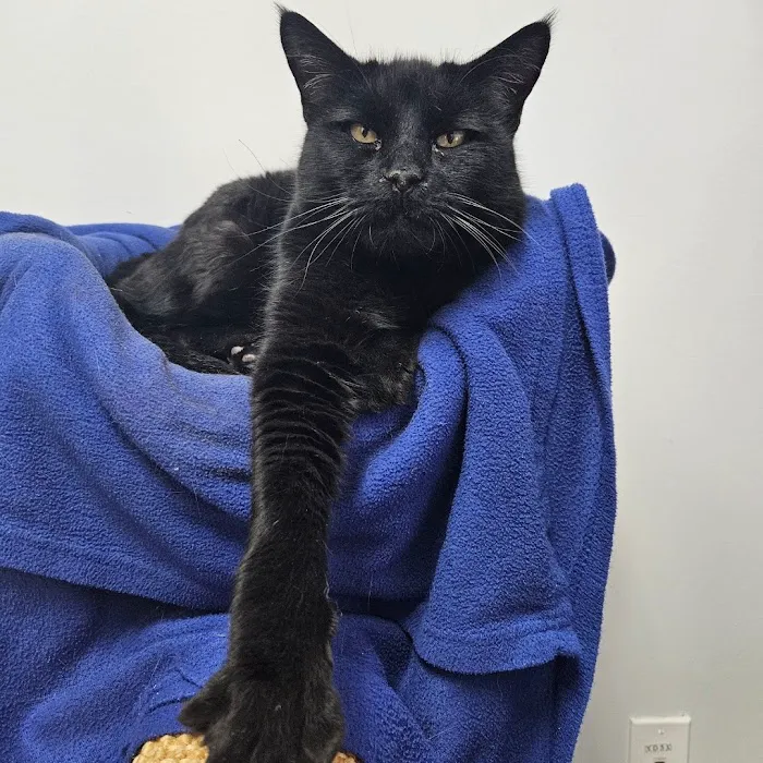 Cat Care of Vinings Picture 1