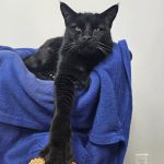 Cat Care of Vinings