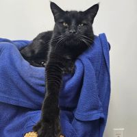 Cat Care of Vinings ico