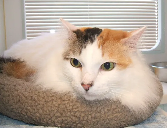 Cat Care of Vinings Picture 2