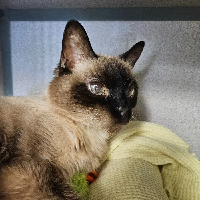 Cat Care of Vinings Picture 4