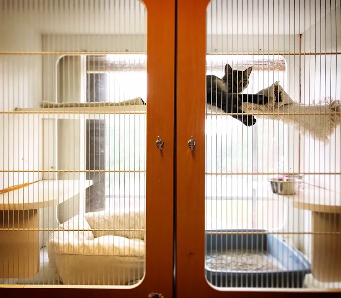 Cat Care of Vinings Picture 3